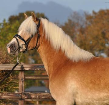 3,5 jarige haflinger ruin beschikbaar voor biedingen