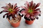 Aeonium Black Magic, Vetplant, Ophalen of Verzenden, Minder dan 100 cm, Volle zon