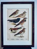 Litho Floericke Kuif- Boom- Veld- Zwarte Leeuwerik 1922, Antiek en Kunst, Ophalen of Verzenden