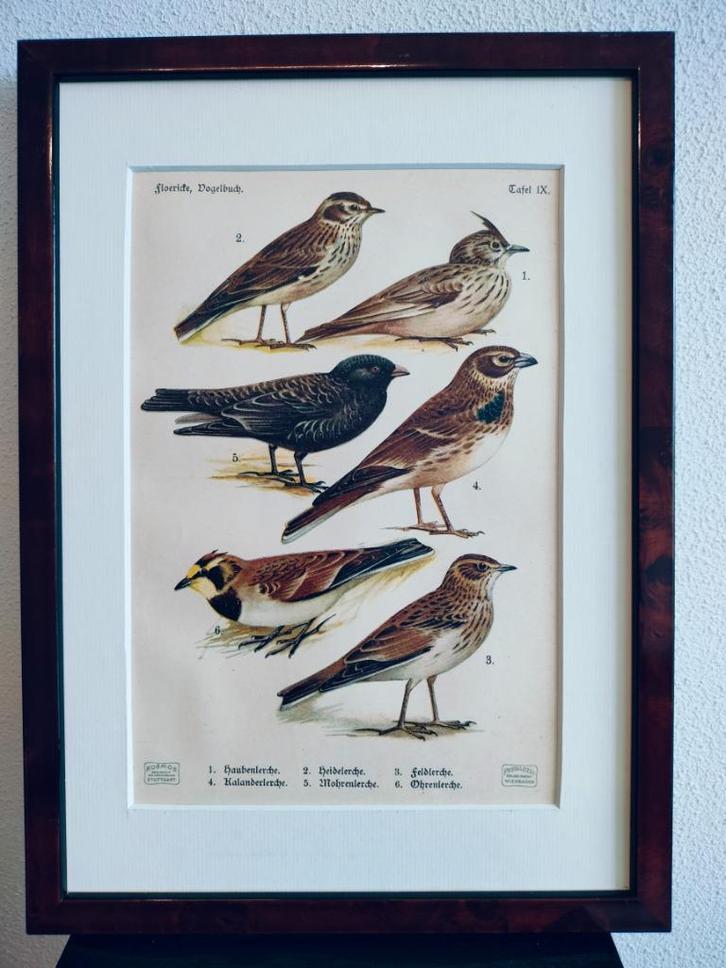 Litho Floericke Kuif- Boom- Veld- Zwarte Leeuwerik 1922, Antiek en Kunst, Kunst | Litho's en Zeefdrukken, Ophalen of Verzenden