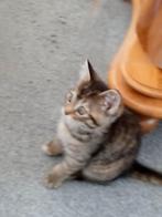 Kittentje, Poes, Ontwormd, 0 tot 2 jaar