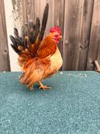 Serama Ayam haantje te koop, Dieren en Toebehoren, Pluimvee, Mannelijk, Kip