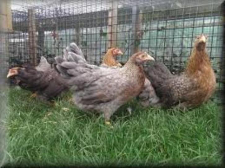 Krielkippen te koop, Dieren en Toebehoren, Pluimvee, Kip, Vrouwelijk