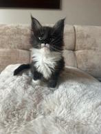 Lieve Maine Coon kitten zoekt een gouden mandje, Dieren en Toebehoren, Poes, Gechipt, 0 tot 2 jaar