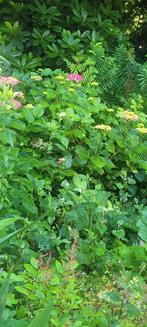 Roze bloeiende hortensia, Ophalen, Hortensia