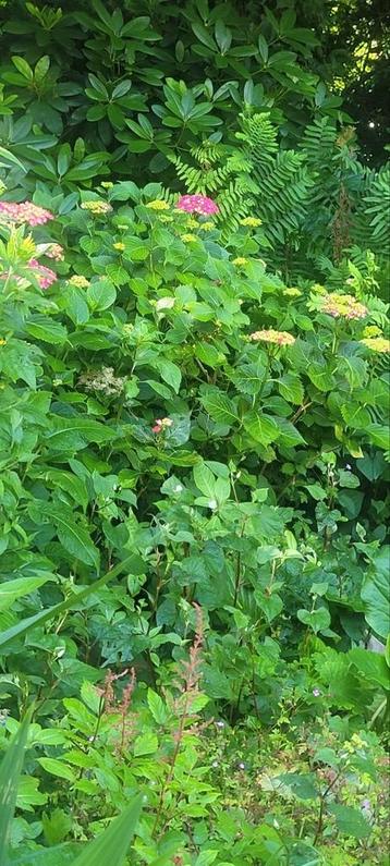 Roze bloeiende hortensia beschikbaar voor biedingen