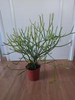 Euphorbia tirucalli/potloodplant, Ophalen of Verzenden, Halfschaduw, Minder dan 100 cm