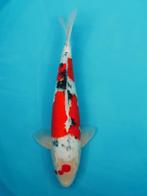 Koi VEILING Ginrin showa 52 cm BIEDEN per euro WO 4 juni, Karper of Koi