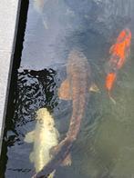 Diamand en Siberische steur 110cm - 120cm, Steur