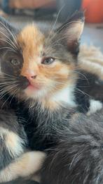 Lieve kittens zoeken een nieuw thuis, Dieren en Toebehoren, Meerdere dieren, Kortharig, 0 tot 2 jaar