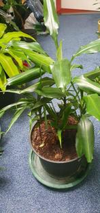 Nu in de groei, meerdere soorten Dracaena's, Ophalen, Overige soorten, Minder dan 100 cm