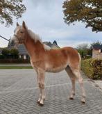 Haflinger merrie veulen te koop, Dieren en Toebehoren, Merrie, Minder dan 160 cm, Dressuurpaard, 0 tot 2 jaar