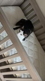 Tijger zoekt haar paleis  (3 jaar oud), Dieren en Toebehoren, Poes
