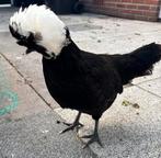 Hollandse kuifhoen hen legrijp, Dieren en Toebehoren, Pluimvee, Vrouwelijk, Kip