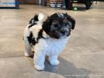 kennel de Hoeve heeft pups van Tibepoo/kleine doodle pups, Parvo, Nederland, Overige rassen, 8 tot 15 weken