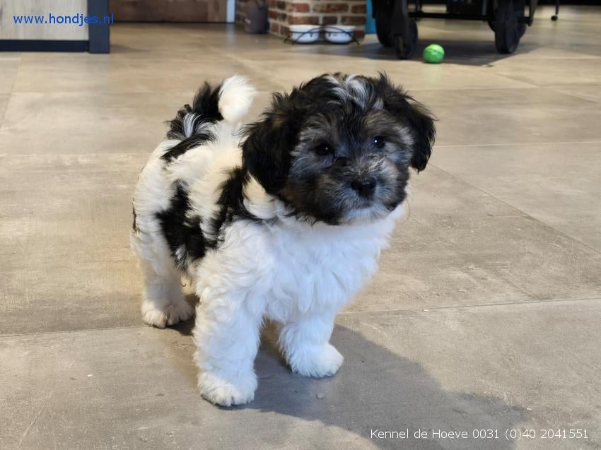 kennel de Hoeve heeft pups van Tibepoo/kleine doodle pups, Dieren en Toebehoren, Honden | Chihuahua's en Gezelschapshonden, Meerdere dieren