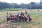 Zwartbles ooilammeren, Meerdere dieren, Geit