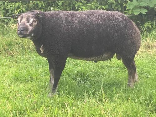 Overjarige zwoegervrije stamboek dassenkop ram ARR/ARR, Dieren en Toebehoren, Schapen, Geiten en Varkens, Schaap, Mannelijk