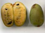 Verse Pawpaw Vruchten, Ophalen, Volle zon, Vaste plant, Fruitplanten