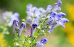 Groot glidkruid / Scutellaria altissima stekken, Vaste plant, Halfschaduw, Zomer, Ophalen