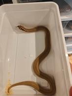 Haakneus Superconda purple line, Dieren en Toebehoren, Reptielen en Amfibieën, Slang, Tam, 0 tot 2 jaar