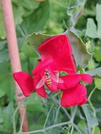 Zaden lathyrus odoratus mammoth scarlet, Verzenden, Voorjaar, Volle zon, Zaad