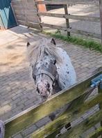 Lief mini appaloosa hengstje (nieuwe advertentie), Dieren en Toebehoren, Paarden, Minder dan 160 cm, Gechipt, 0 tot 2 jaar, Hengst