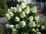 Pluimhortensia | Hydrangea Paniculata 'Limelight', Tuin en Terras, Planten | Tuinplanten, Halfschaduw, Zomer, Vaste plant, Ophalen of Verzenden