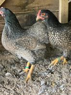 Barnevelder kriel, Vrouwelijk, Kip