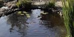 Goudwindes, verschillende maten, Dieren en Toebehoren, Baars of Goudwinde