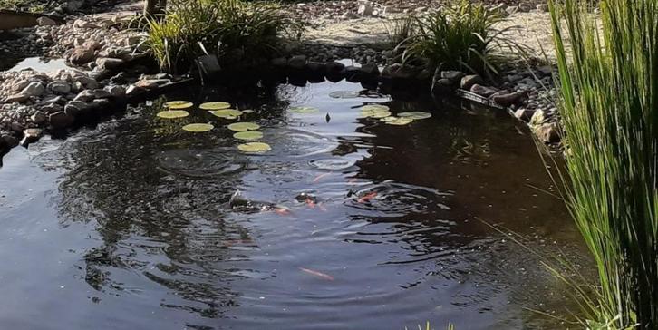 Goudwindes, verschillende maten, Dieren en Toebehoren, Vissen | Vijvervissen, Baars of Goudwinde