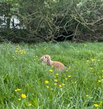 Pip zoekt een vriend, Dieren en Toebehoren, Konijnen, Mannelijk, Groot