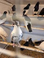 18 sierduiven 10 euro alles, Meerdere dieren, Overige soorten