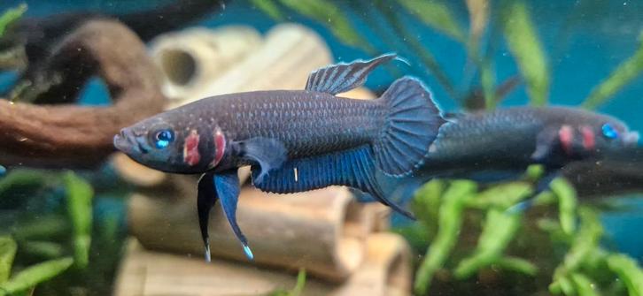 Wilde betta Mandor koppels, Dieren en Toebehoren, Vissen | Aquariumvissen, Zoetwatervis, Vis