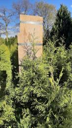 Conifeer Thuja, grote kluit 160- 180cm voor haag of solitair, Tuin en Terras, Planten | Struiken en Hagen, Haag, Conifeer, Ophalen