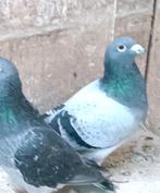 Arie Dijkstra, Dieren en Toebehoren, Vogels | Duiven, Mannelijk, Postduif