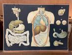 Vintage medische wandplaten/ schoolplaten, Natuur en Biologie, Ophalen