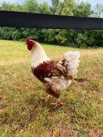 Kruising brahma haan, Dieren en Toebehoren, Pluimvee, Mannelijk, Kip