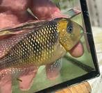 Gymnogeophagus mekinos ''Rio Tecuarembo'', Dieren en Toebehoren, Vissen | Aquariumvissen, Vis, Zoetwatervis