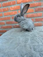 Duitse reuzen, Dieren en Toebehoren, Konijnen, Meerdere dieren, Groot, 0 tot 2 jaar