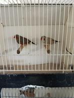 split charcoal zebravinken, Dieren en Toebehoren, Vogels | Overige Vogels, Meerdere dieren, Tropenvogel, Geringd