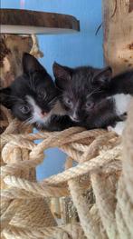 2 kittens zoeken samen een nieuw huisje, Poes