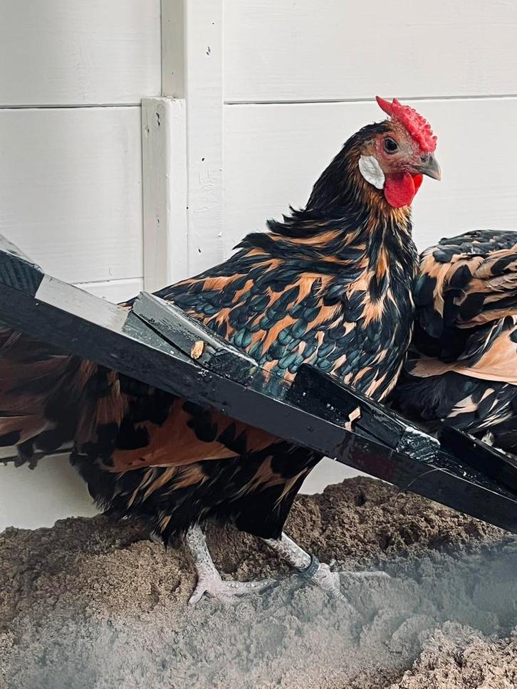 Hollandse hoen/hoender goud zwart geloverd 2 hennen, Dieren en Toebehoren, Pluimvee, Kip, Vrouwelijk
