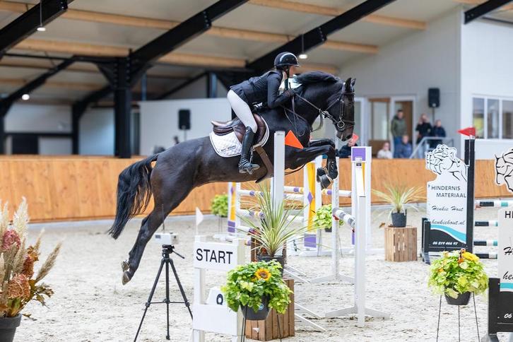 5-jarige ruin van Glenfiddich VDL, Dieren en Toebehoren, Paarden, Ruin, 3 tot 6 jaar, Springpaard