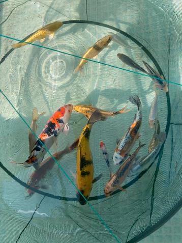 Japanse koi diverse soorten 2-60cm vraag voor info beschikbaar voor biedingen