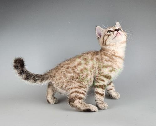 Sneeuwbengaal kitten katertje gevaccineerd gechipt, Dieren en Toebehoren, Katten en Kittens | Raskatten | Korthaar, Kater, 0 tot 2 jaar