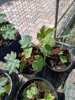 Tetrapanax  rijstpapier plant, Tuin en Terras, Planten | Tuinplanten, Ophalen, Zomer, Overige soorten, Volle zon