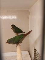 3 Jonge roodkop papagaai amedine., Meerdere dieren