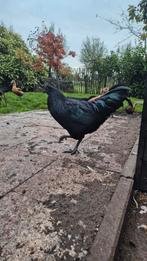 Jonge cemani hanen, Mannelijk, Kip