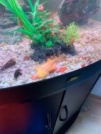 Hoek aquarium, Dieren en Toebehoren, Vissen | Aquaria en Toebehoren, Ophalen, Gebruikt